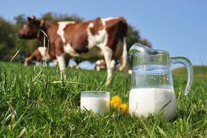 alergia alimentar ao leite de vaca