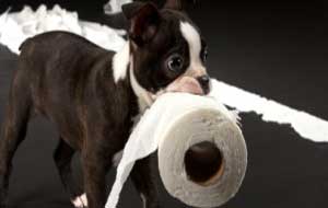 cachorrinho com papel higiénico na boca