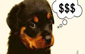 dólares para cães