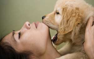 Construir uma boa relação entre o dono e o cão