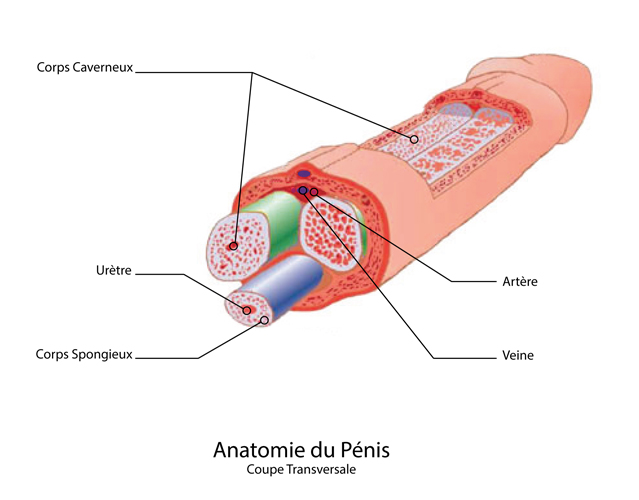 anatomia do pénis