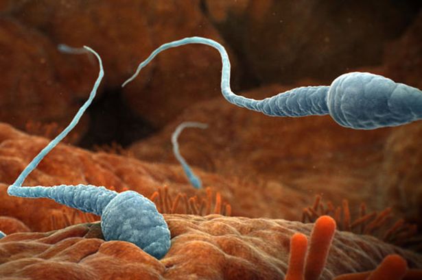 espermatozóides ao microscópio