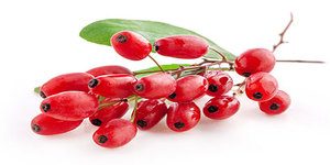 goji berry-planta