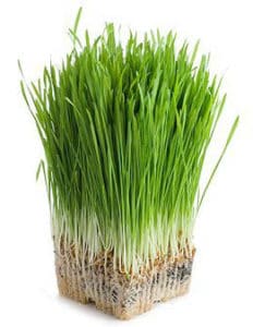 Green Barley Plus, queimador de gorduras, inibidor de apetite e desintoxicante